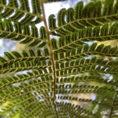 Cyathea cooperi at Tarrawanna, NSW - 14 Oct 2023