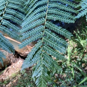 Cyathea cooperi at Tarrawanna, NSW - 14 Oct 2023