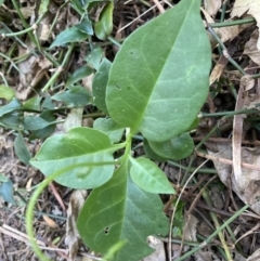Anredera cordifolia (Madeira Vine) at Tarrawanna, NSW - 14 Oct 2023 by JohnGiacon