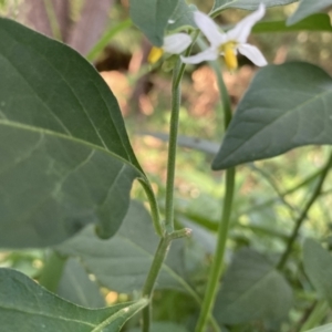 Solanum sp. at Tarrawanna, NSW - 14 Oct 2023 08:36 AM