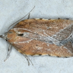 Arachnographa micrastrella (A Concealer moth (Wingia group)) at Ainslie, ACT - 10 Oct 2023 by jb2602