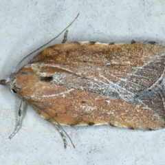 Arachnographa micrastrella (A concealer moth) at Ainslie, ACT - 10 Oct 2023 by jb2602