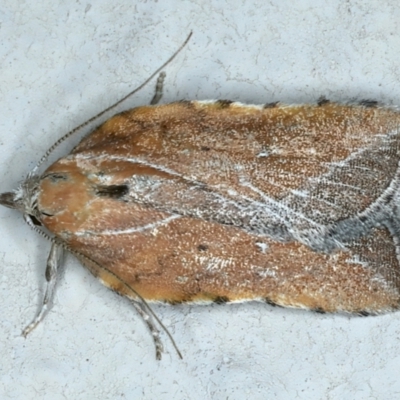 Arachnographa micrastrella (A concealer moth) at Ainslie, ACT - 10 Oct 2023 by jb2602