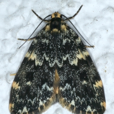 Halone coryphoea (Eastern Halone moth) at Ainslie, ACT - 10 Oct 2023 by jb2602