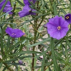 Solanum linearifolium (Kangaroo Apple) at The Pinnacle - 15 Oct 2023 by sangio7