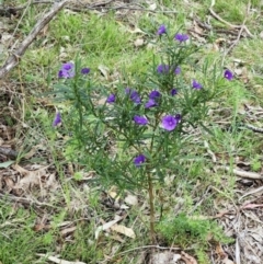 Solanum linearifolium at Belconnen, ACT - 15 Oct 2023