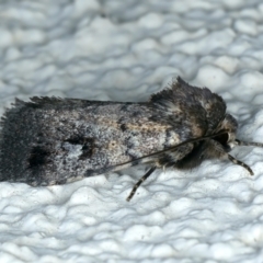 Thoracolopha verecunda (A Noctuid moth (Acronictinae)) at Ainslie, ACT - 10 Oct 2023 by jb2602