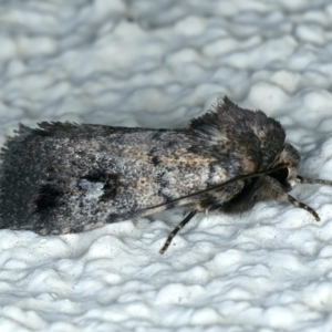 Thoracolopha verecunda at Ainslie, ACT - 10 Oct 2023