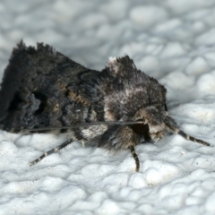 Thoracolopha verecunda at Ainslie, ACT - 10 Oct 2023