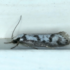 Eusemocosma pruinosa (Philobota Group Concealer Moth) at Ainslie, ACT - 10 Oct 2023 by jb2602