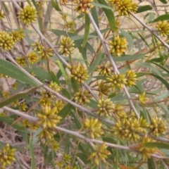 Eucalyptus moorei (Little Sally) at Higgins, ACT - 6 Oct 2023 by pinnaCLE