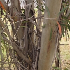 Eucalyptus moorei at Higgins, ACT - 6 Oct 2023