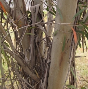 Eucalyptus moorei at Higgins, ACT - 6 Oct 2023
