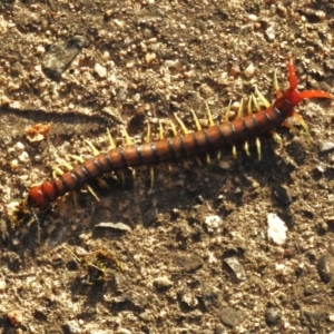 Cormocephalus aurantiipes at Wanniassa, ACT - 12 Oct 2023 07:55 AM