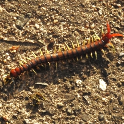 Cormocephalus aurantiipes (Orange-legged Centipede) at Wanniassa, ACT - 12 Oct 2023 by JohnBundock