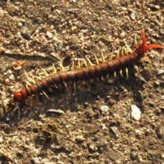 Cormocephalus aurantiipes (Orange-legged Centipede) at Wanniassa, ACT - 11 Oct 2023 by JohnBundock