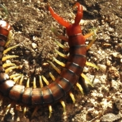 Cormocephalus aurantiipes at Wanniassa, ACT - 12 Oct 2023 07:55 AM