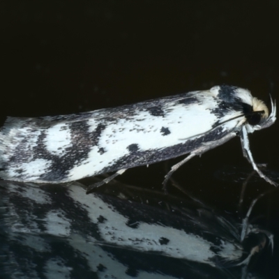 Philobota lysizona (A concealer moth) at Ainslie, ACT - 10 Oct 2023 by jb2602