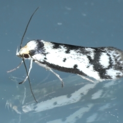 Philobota lysizona at Ainslie, ACT - 10 Oct 2023