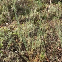 Linum marginale (Native Flax) at Hughes, ACT - 16 Oct 2023 by ruthkerruish