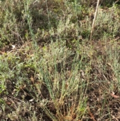 Linum marginale (Native Flax) at Hughes Garran Woodland - 16 Oct 2023 by ruthkerruish