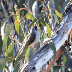 Manorina melanocephala (Noisy Miner) at Yarralumla, ACT - 15 Oct 2023 by JimL