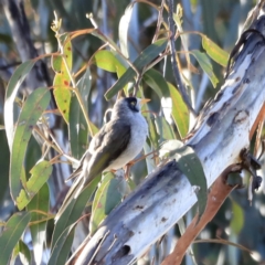 Manorina melanocephala (Noisy Miner) at Lake Burley Griffin West - 14 Oct 2023 by JimL