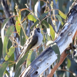 Manorina melanocephala at Yarralumla, ACT - 15 Oct 2023