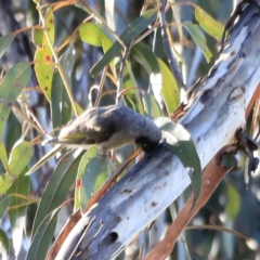 Manorina melanocephala at Yarralumla, ACT - 15 Oct 2023