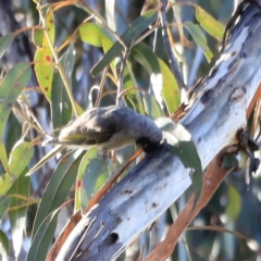 Manorina melanocephala at Yarralumla, ACT - 15 Oct 2023 08:41 AM