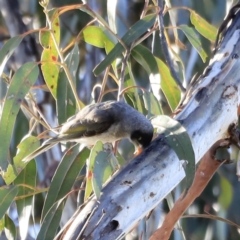 Manorina melanocephala at Yarralumla, ACT - 15 Oct 2023 08:41 AM