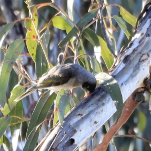 Manorina melanocephala at Yarralumla, ACT - 15 Oct 2023