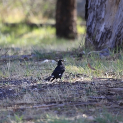 Strepera graculina (Pied Currawong) at Yarralumla, ACT - 15 Oct 2023 by JimL