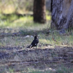 Strepera graculina (Pied Currawong) at Lake Burley Griffin West - 14 Oct 2023 by JimL