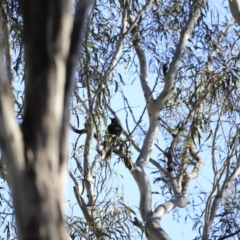 Strepera graculina at Yarralumla, ACT - 15 Oct 2023