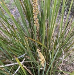 Lomandra longifolia (Spiny-headed Mat-rush, Honey Reed) at Bruce, ACT - 16 Oct 2023 by lyndallh
