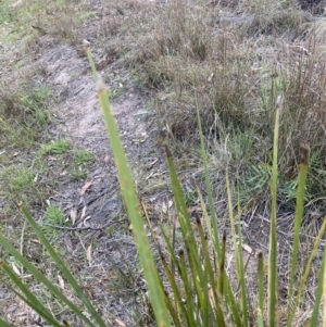 Lomandra longifolia at Bruce, ACT - 16 Oct 2023