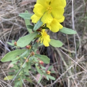 Hibbertia obtusifolia at Bruce, ACT - 16 Oct 2023