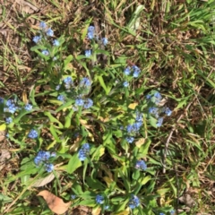 Myosotis laxa subsp. caespitosa (Water Forget-me-not) at Hughes Garran Woodland - 16 Oct 2023 by ruthkerruish