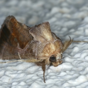 Chrysodeixis eriosoma at Ainslie, ACT - 11 Oct 2023