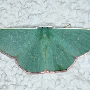 Prasinocyma semicrocea at Ainslie, ACT - 11 Oct 2023