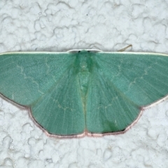 Prasinocyma semicrocea (Common Gum Emerald moth) at Ainslie, ACT - 11 Oct 2023 by jb2602