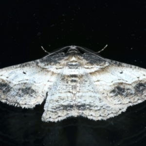 Syneora euboliaria at Ainslie, ACT - 11 Oct 2023