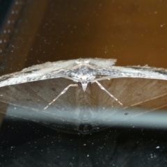 Syneora euboliaria at Ainslie, ACT - 11 Oct 2023