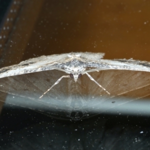 Syneora euboliaria at Ainslie, ACT - 11 Oct 2023