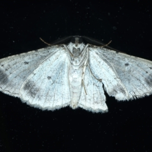 Syneora euboliaria at Ainslie, ACT - 11 Oct 2023