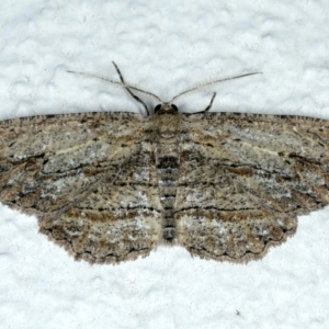 Ectropis (genus) at Ainslie, ACT - 11 Oct 2023