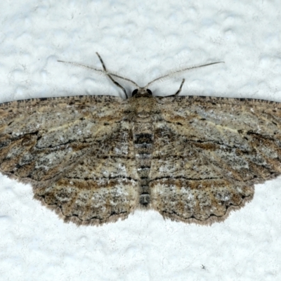 Ectropis (genus) (An engrailed moth) at Ainslie, ACT - 11 Oct 2023 by jb2602