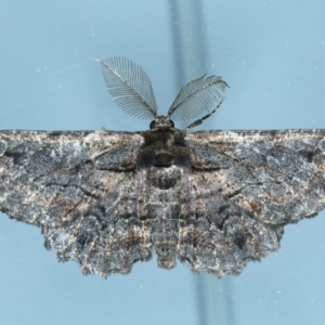 Pholodes sinistraria at Ainslie, ACT - 13 Oct 2023