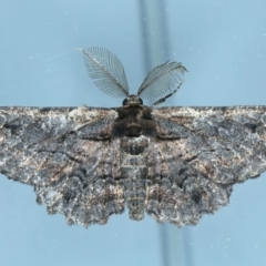 Pholodes sinistraria (Sinister or Frilled Bark Moth) at Ainslie, ACT - 13 Oct 2023 by jb2602